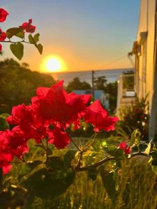 a bush of red flowers with the sunset in the background at Villa Sunrise in Deshaies +52 photos