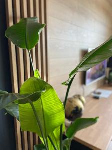 Fotografie z fotogalerie ubytování Apartamenty Termalne GREEN Apartment v destinaci Uniejow