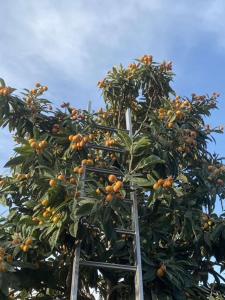 uma árvore cheia de laranjas a crescer nela em KRATHIS APARTMENTS ΜΕΓΑΛΟ em Paralía Platánou