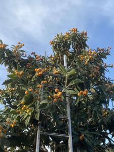 a tree filled with lots of oranges growing on it at KRATHIS APARTMENTS ΜΕΓΑΛΟ in Paralía Platánou