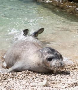 eine Robbe, die auf den Felsen im Wasser liegt in der Unterkunft Guest House ZoNa in Pula