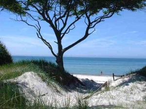 a tree sitting on top of a sandy beach at Ferienwohnung Bernsteinsucher städtische Bestlage in Ribnitz-Damgarten