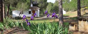 eine Gruppe lila Blumen in einem Garten in der Unterkunft Casitas La Purísima Macho in Requena