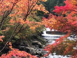 een waterval in een bos met kleurrijke bomen bij Minshuku Kawarabi-so in Nosegawa