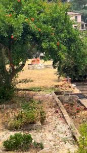 un manzano con naranjas en un jardín en Casa Romano, en Manciano