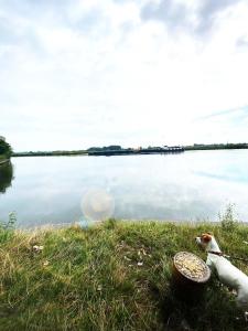 a dog standing next to a body of water at Huisje aan de Schelde in Spiere