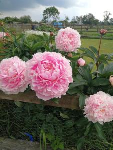 Sunny Mount Shepherd's Hut外面的花园