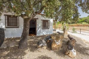 Fotografia z galérie ubytovania Casa Rural El Ventorrillo v destinácii Morón de la Frontera