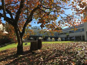 a tree in front of a building with leaves on the ground at Sky Samuara Hotel Caxias do Sul in Caxias do Sul