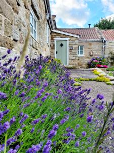 un giardino con fiori viola di fronte a un edificio in pietra di Underhill Holidays - Underhill Holiday Cottage a Whitby