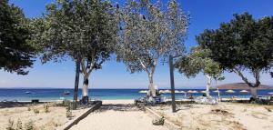 a group of trees on a beach with the ocean at Motel Lavanda in Avsa Adasi +11 photos