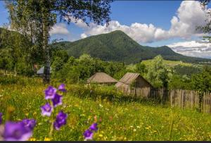 un campo di fiori con montagne sullo sfondo di Pensiunea Viorita 