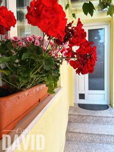 a flower pot on a window sill with red flowers at Casa David in Braşov