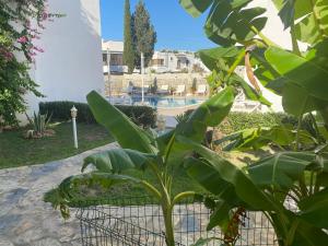 una recinzione con un mucchio di piante verdi di Canna Garden Hotel - Adult Only a Gümbet