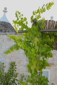 A garden outside TENUTA MONTANARO