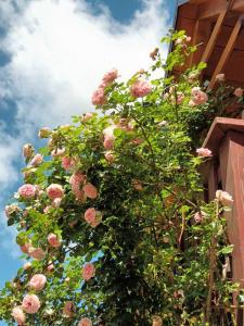 un montón de rosas rosas creciendo en un lado de un edificio en Apartman Latin 2 en Plaški