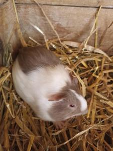 Animals a l'apartament o a prop