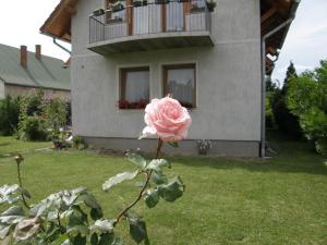 une rose rose devant une maison dans l'établissement Ilona Vendégház Balatonszabadi, à Balatonszabadi