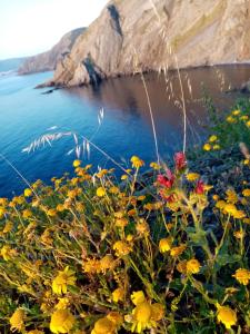 a group of flowers on the shore of a body of water at La Villa Rosace in Cerbère