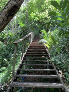 a wooden staircase in the middle of a forest at mon Ecolodge Creole in Fort-de-France