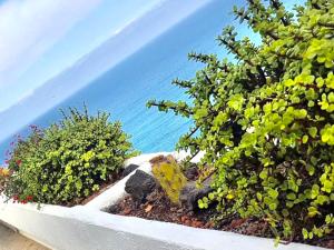 ロス・レアレホスにあるEl Drago Apartment, Amazing Ocean & Cliff Viewのベンチ付きの庭園、茂みと海