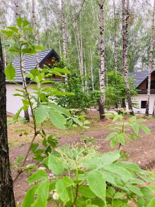 domek w lesie z drzewami w obiekcie Modrynowe Domki w Wetlinie