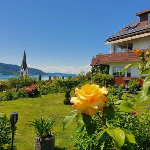 a yellow rose in front of a house with a church at Panorama Seesicht in Sipplingen