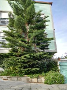 Ogród w obiekcie Pisos Vistalegre 2B con jardín cerca del mar