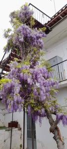 drzewo z fioletowymi kwiatami wiszącymi z budynku w obiekcie Vacation House Dionysia w mieście Ejo