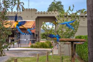 two birds are flying in front of a building at Pousada Camelot Inn in Alto Paraíso de Goiás