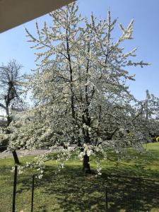 Ein Baum mit weißen Blumen auf einem Feld in der Unterkunft Le clos des Pommiers in Uffholtz