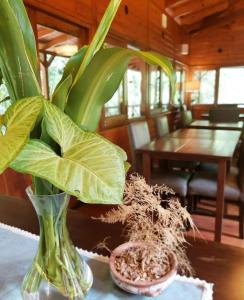 een vaas met een plant erin op een tafel bij Selva de Laurel in Puerto Iguazú