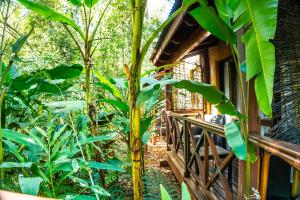 a house in the jungle with a tree at Selva de Laurel in Puerto Iguazú
