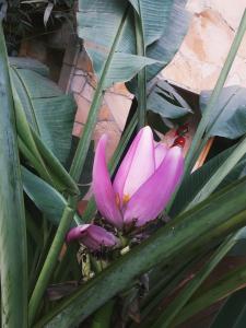 a pink flower in the middle of a plant at Selva de Laurel in Puerto Iguazú