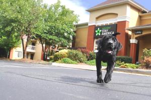 een zwarte hond die door een straat rent voor een gebouw bij Extended Stay America Suites - Dallas - Lewisville in Lewisville