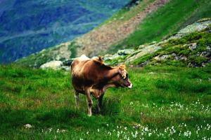 a brown cow walking in a field of grass at ... mein romantisches Hotel Toalstock in Fiss