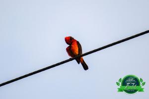 Φωτογραφία από το άλμπουμ του Finca Hotel Betel σε San Carlos