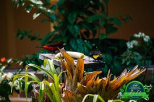 deux oiseaux assis au sommet d’une plante dans l'établissement Finca Hotel Betel, à San Carlos