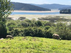 zwei Schafe grasen auf einem grasbewachsenen Hügel in der Nähe des Wassers in der Unterkunft Casa da Oliveira in Cariño
