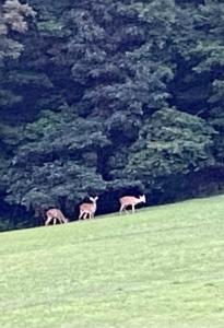 three animals walking in a field with trees in the background at Beautiful 2 BR 1 BA Cabin in Blue Ridge Mountains: The Little White House in Martinsville