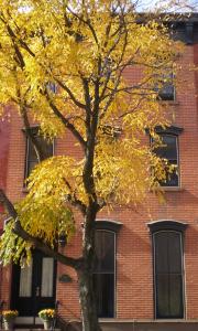 a tree with yellow leaves in front of a brick building at Riverhouse Extended Stay Apartment in Jersey City