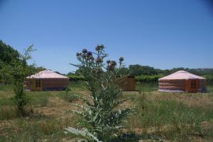 una planta en medio de un campo con dos yaks en Yurta Cloe, en Torino di Sangro