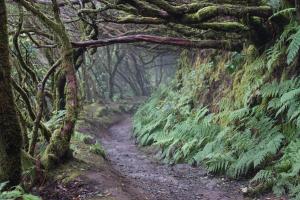 a dirt trail in a forest with trees and plants at Casa rural en el Parque Nacional de Garajonay en la Isla de La Gomera, Alonso y Carmen in Santa Cruz de Tenerife +5 photos