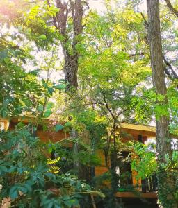 a house in the woods with trees at DES BRANCHES & VOUS in Châteauneuf-sur-Isère