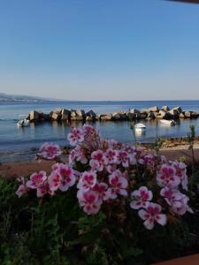a bunch of pink flowers in front of the water at La casa di Ale in Messina