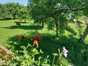um grupo de vacas a pastar num campo com árvores em Bauernhof Pension Hofmayer em Sankt Kanzian