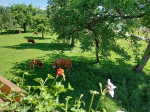 eine Gruppe von Kühen, die auf einem Feld mit Bäumen weiden in der Unterkunft Bauernhof Pension Hofmayer in Sankt Kanzian am Klopeiner See