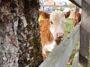 uma vaca branca e castanha ao lado de uma árvore em Bauernhof Pension Hofmayer em Sankt Kanzian