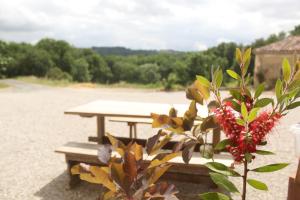 une table de pique-nique avec une plante devant elle dans l'établissement Domaine de la Couderquié, à Lautrec