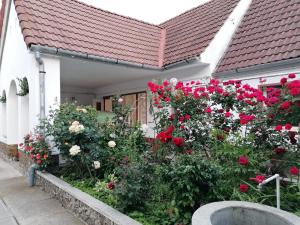 a garden of roses in front of a house at Pensiunea Spack in Cristian